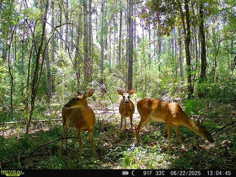 868032066384011-100-4-06222025130444-V-W1001655