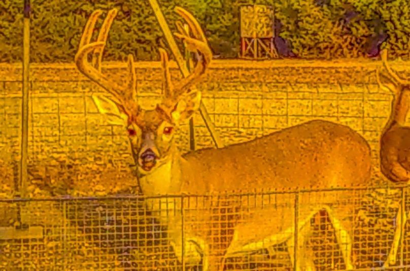 Bosque 294 Deer Cam Photos-10