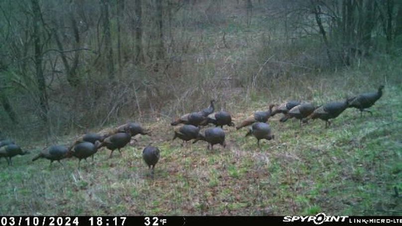 Morgan 111 Trail Cam 6