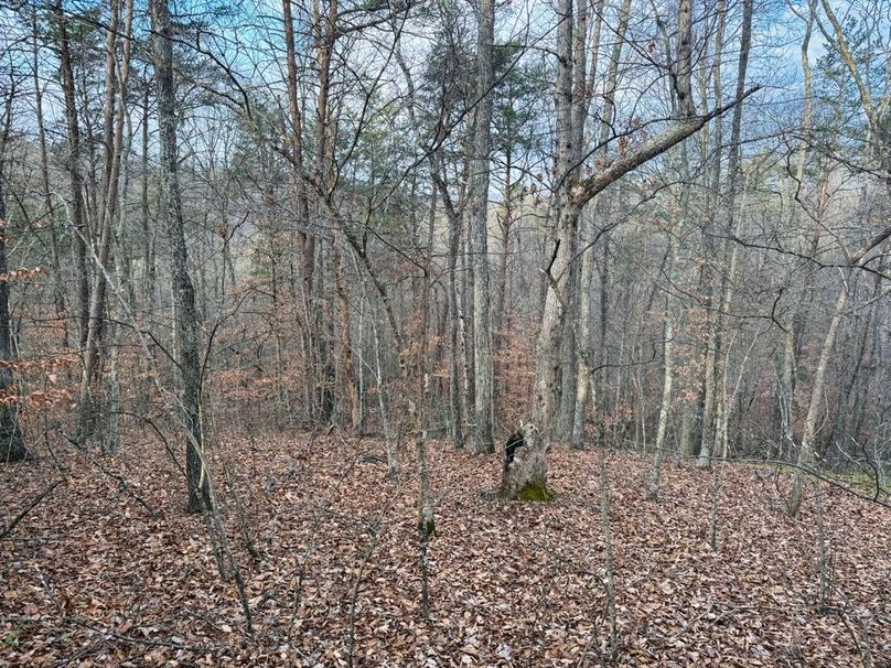 009 more nice timber mix-2