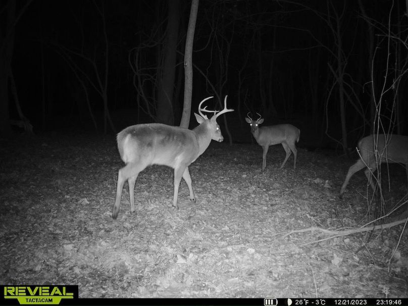 Trail cam IMG_2244