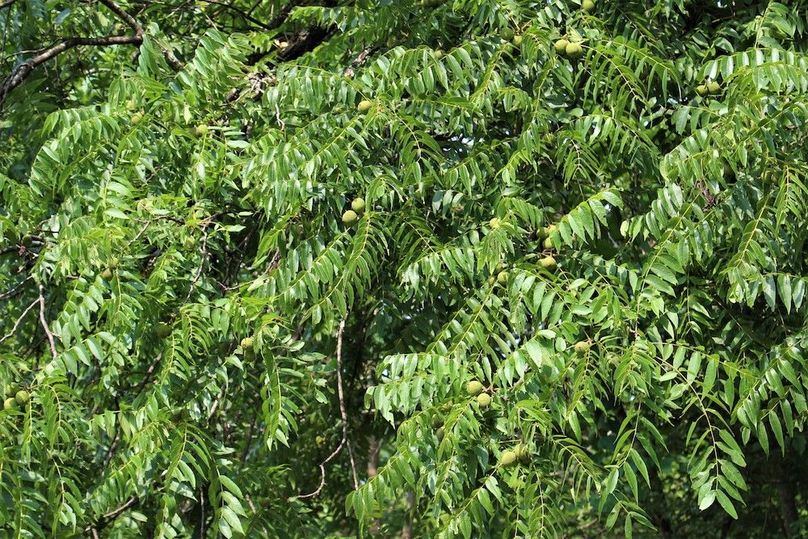 007 look at those loaded down walnut trees!