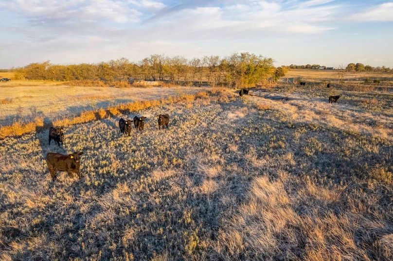 Cooke County- 13.5 acres no pond (13 of 25)