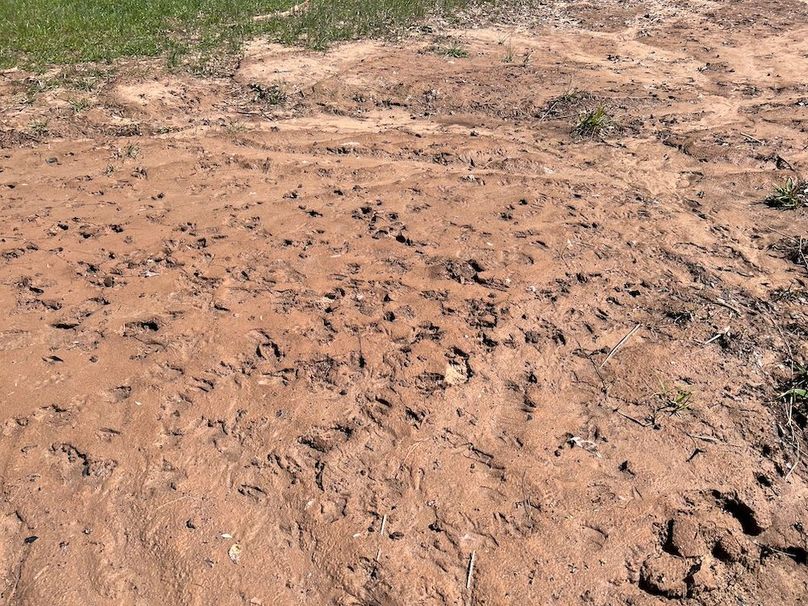 018_Deer Tracks