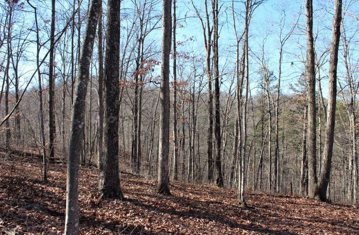 005 open forest point in the southeast portion of the property