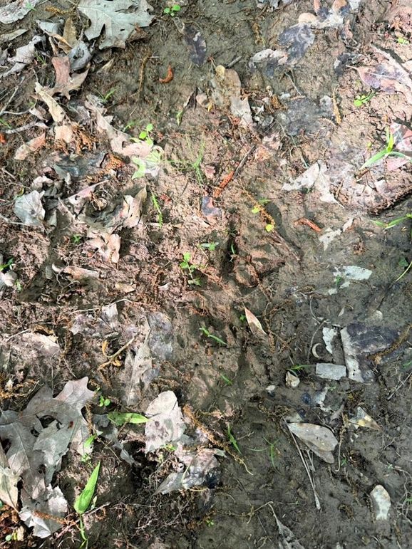 830D2A5E-9D67-45CD-9D5A-EEFDC8D68086_1_105_c