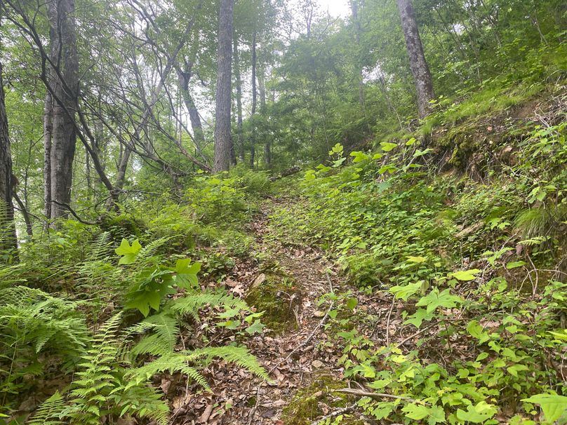 Swain 39 Tysinger-30