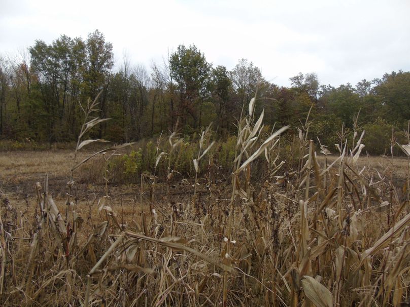 blind pic of blind from corn 2020