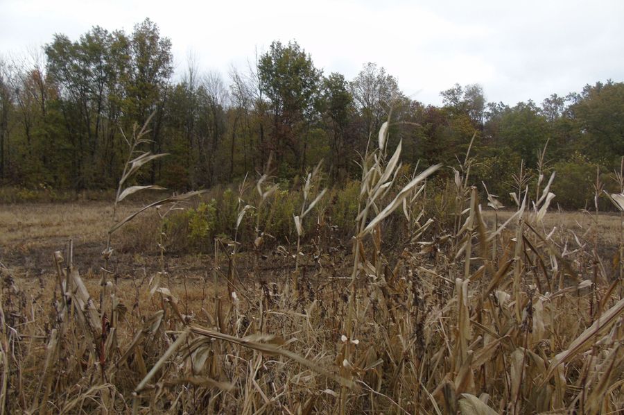 blind pic of blind from corn 2020