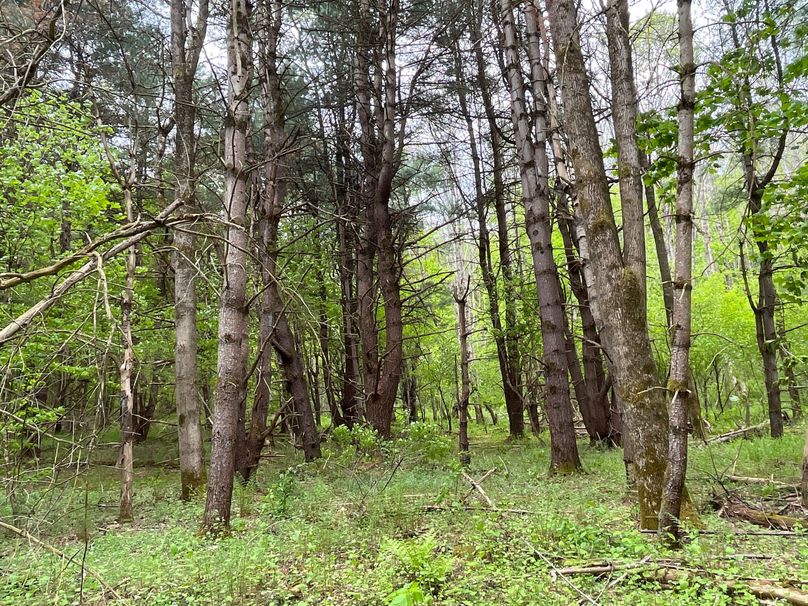 Tioga_18.72_Coulson Photo 41