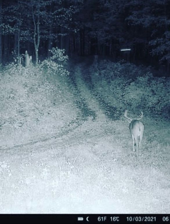 Jackson 178 Trailcam - 3 of 17