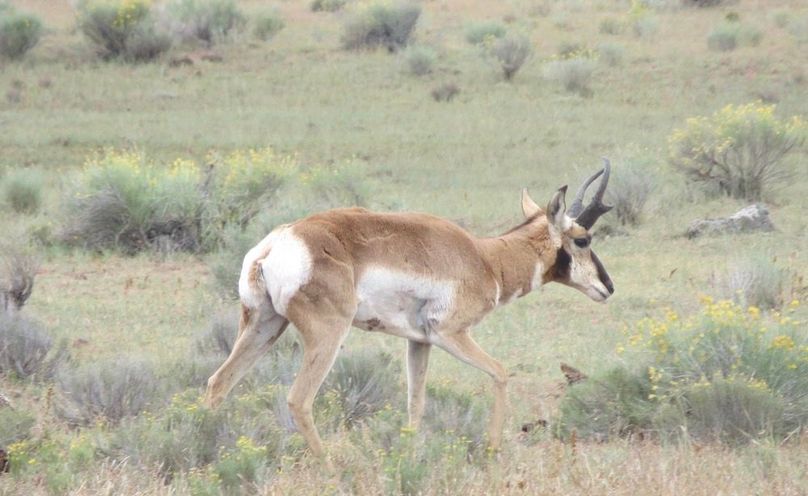 Pronghorn buck 7