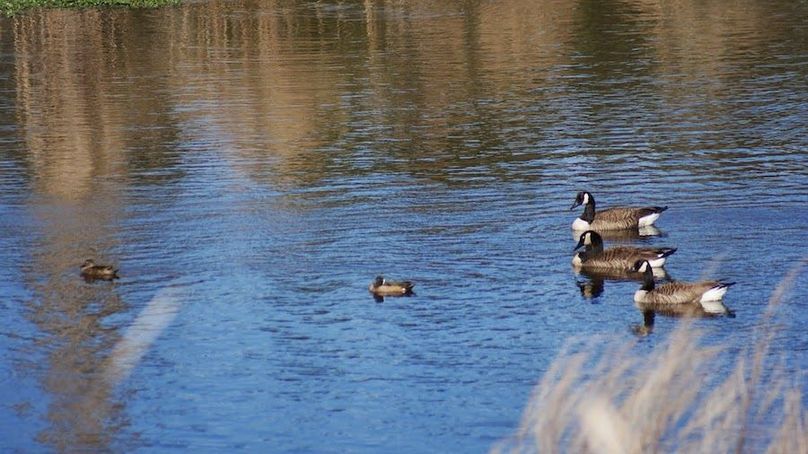ducks bow turkey lawrence 2013 016
