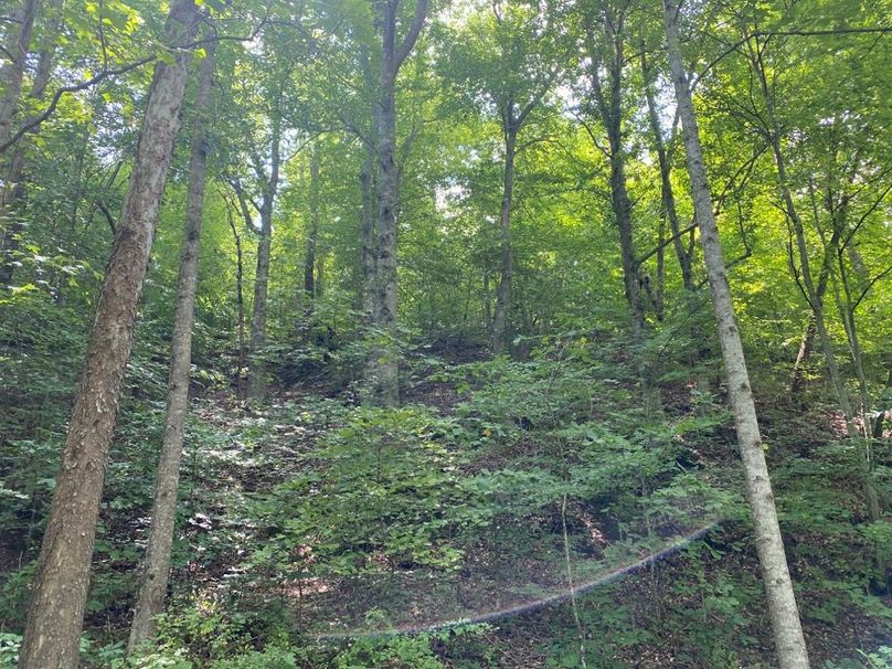 010 a forested steep area and south facing slope