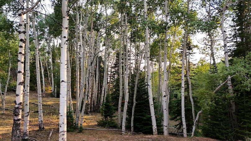 DJI_20250726191428_0326_D