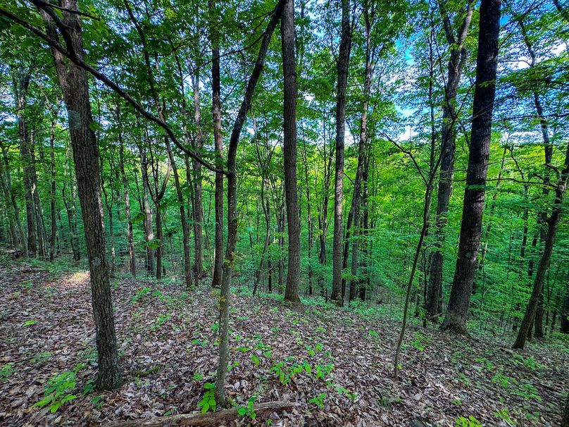 Wirt, WV 145.69 AC 273 Wildflower-29