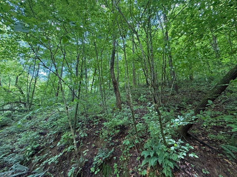 012 east facing slope near the middle of the property-2