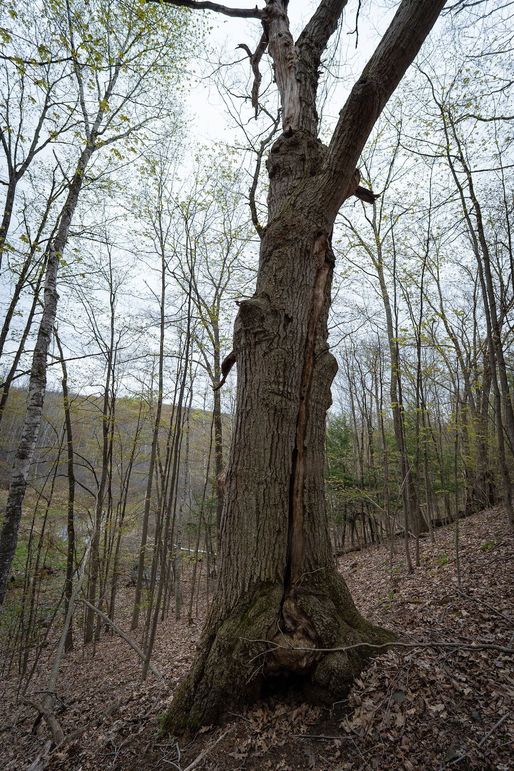 P31