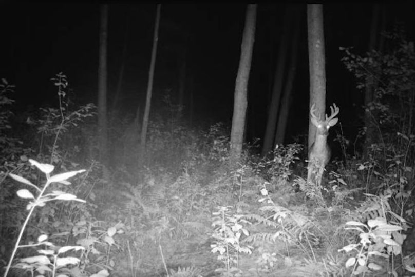 Monroe 50trailcam - 3