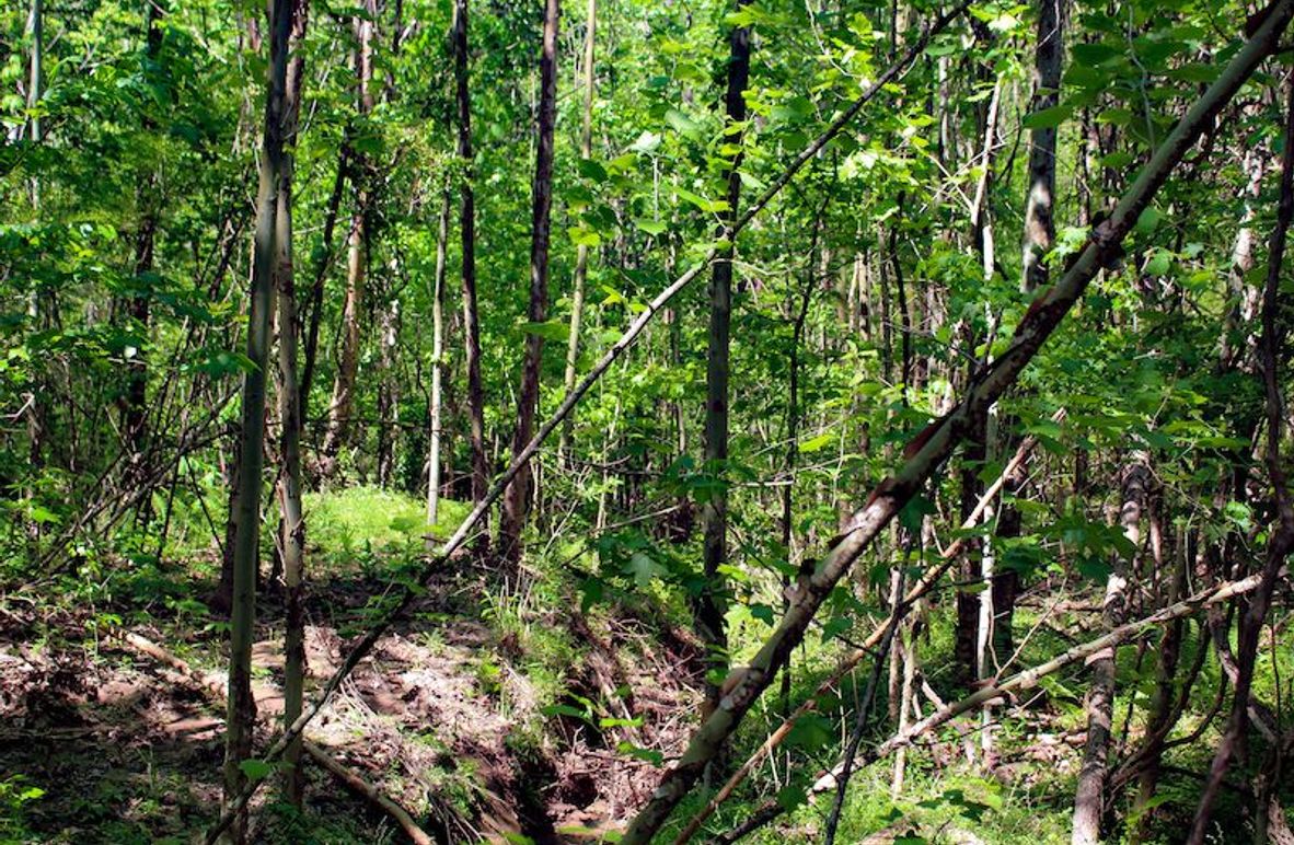 Warren Co - 34.52 - Roy-04