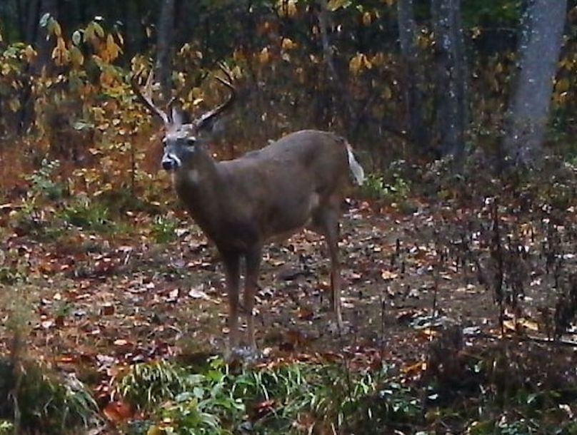 Buck Foodplot