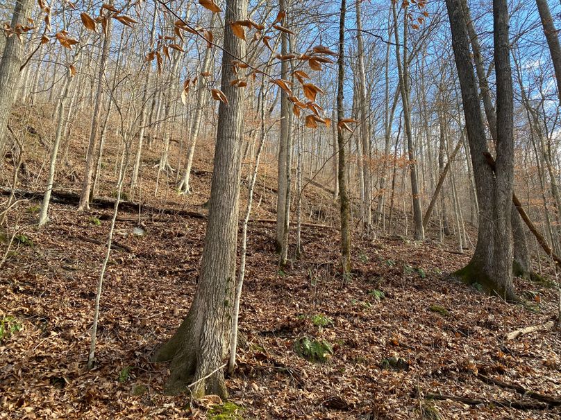 026 forested timber slope in the middle area of the property copy