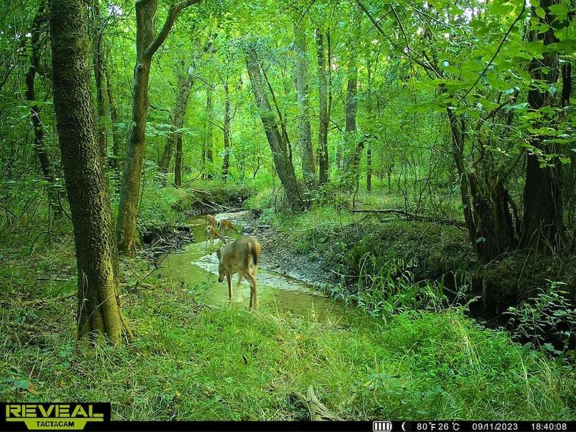 Trail cam Deer drinking water at creek 