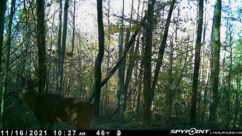 trail cam4