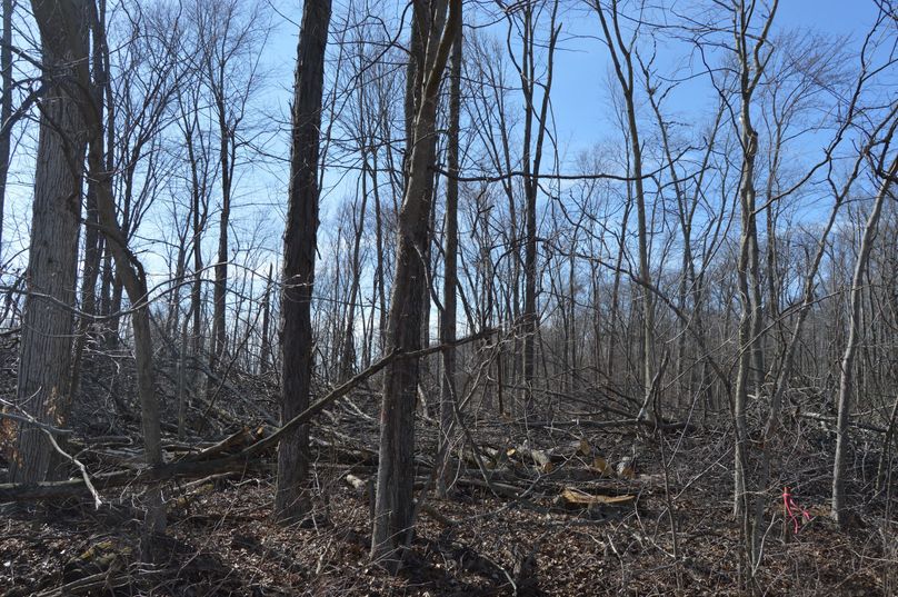 looking west thru middle of property