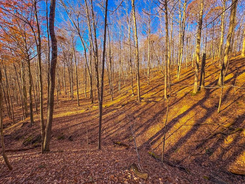 Pleasants_Wood 169.97 AC Cokeley-06