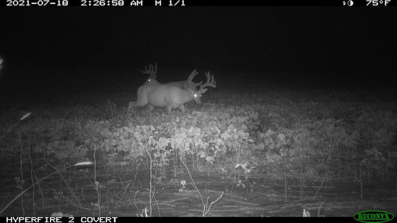 Copy of deer photos.45