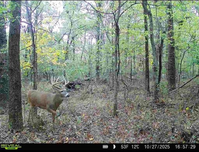 Trail Cam 2