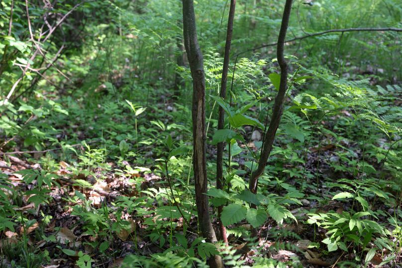 Chippewa85Knowles-5771