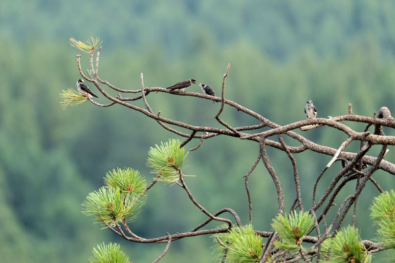 Cibola NM 13,053-6826