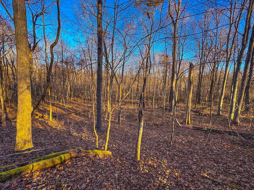 Pleasants_Wood 169.97 AC Cokeley-45