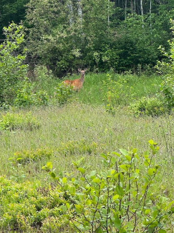 Deer 14