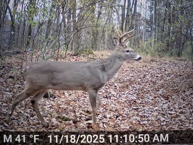 Calhoun, WV 132.84 AC Szegi Trail Cam-21