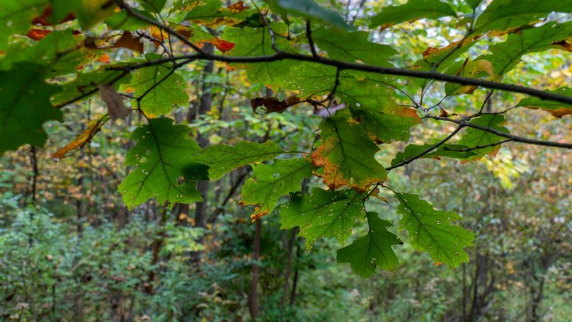 Chemung_29.5_Frantellizzi_Photo_39