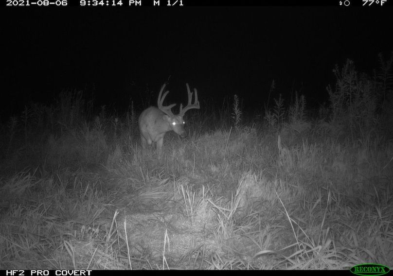 Copy of deer photos.50