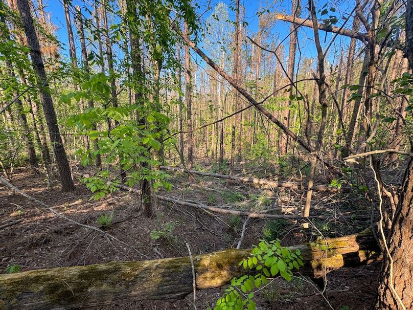 Tallahatchie 44 Newman (Crowden) Wide-22