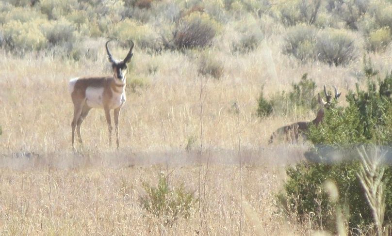 Pronghorn buck 6