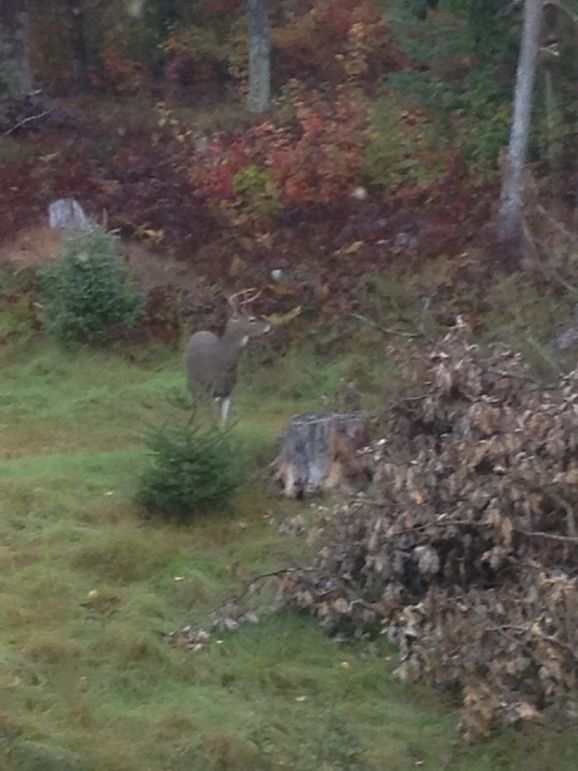 Another Buck