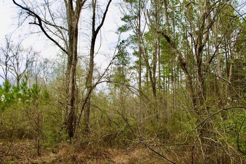 E4BF767D-94C4-41BB-B4D1-98C4963865F5_1_105_c