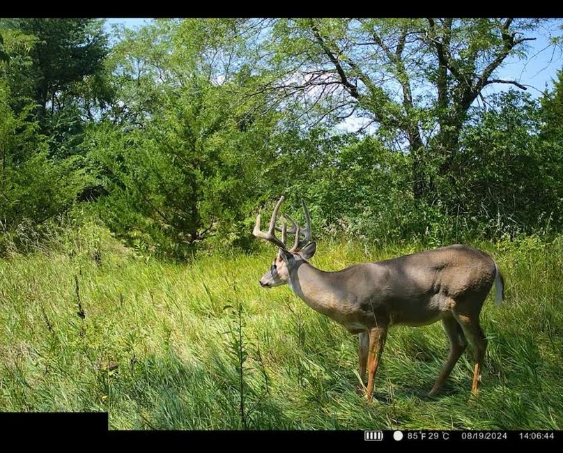 3 Trail Cam 1