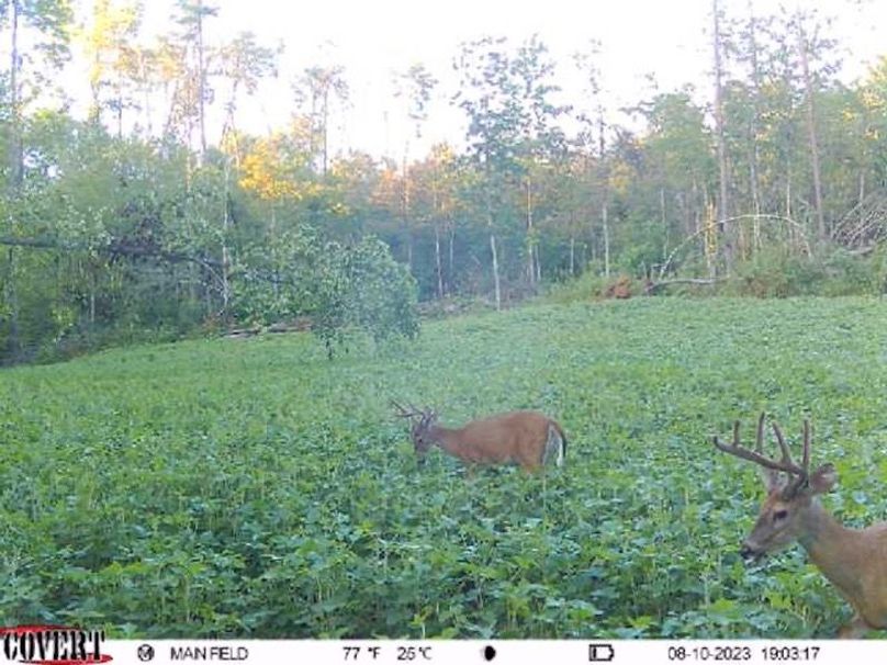 trailcam3
