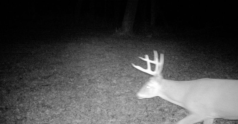 Trail Cam 8