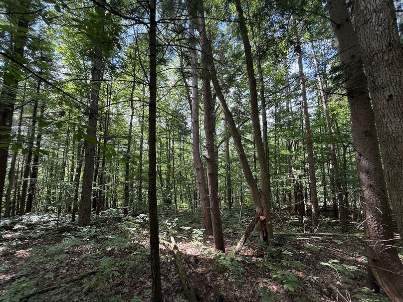 Ontario_2.7_Proseus Photo 13