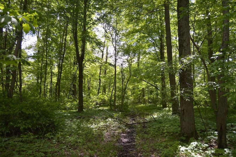 Trail exiting large woods