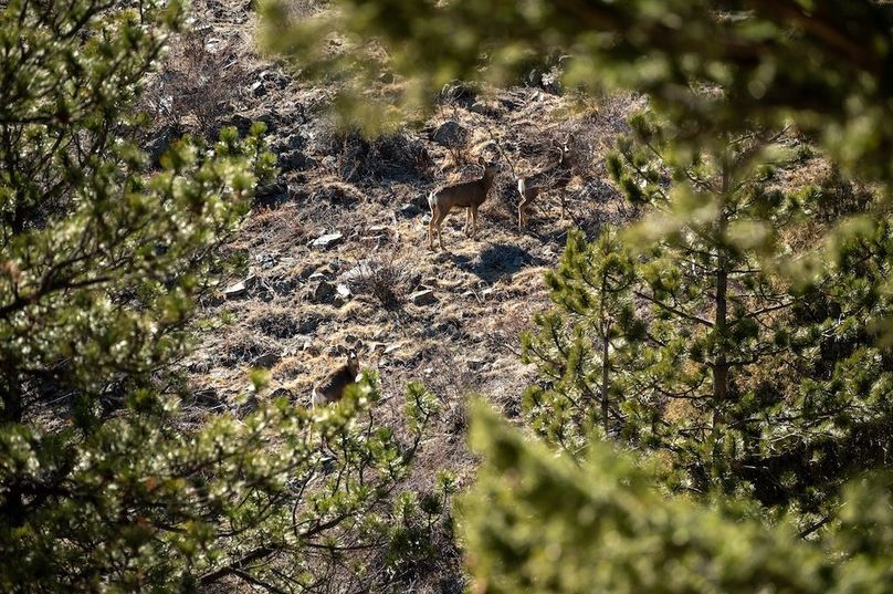 048 - Mule Deer