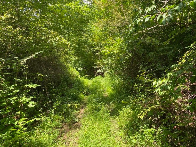 014 lush area near the foot of the hill in the north west portion of the property